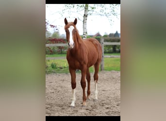 Belgisches Warmblut, Hengst, 1 Jahr, 173 cm, Fuchs