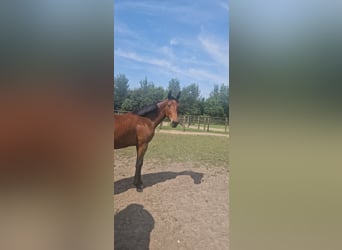 Belgisches Warmblut, Hengst, 1 Jahr, Hellbrauner