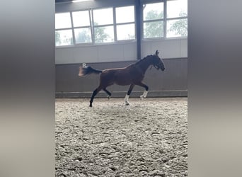 Belgisches Warmblut, Hengst, 1 Jahr, Hellbrauner