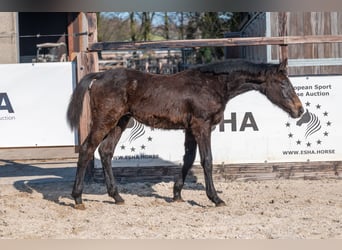 Belgisches Warmblut, Hengst, 1 Jahr