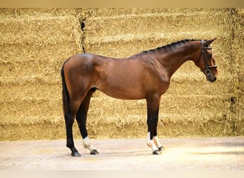 Belgisches Warmblut, Hengst, 2 Jahre, 152 cm, Dunkelbrauner
