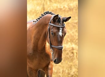 Belgisches Warmblut, Hengst, 2 Jahre, 152 cm, Dunkelbrauner