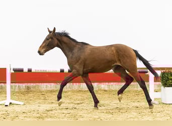 Belgisches Warmblut, Hengst, 2 Jahre, 153 cm