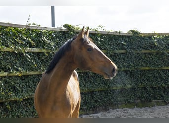 Belgisches Warmblut, Hengst, 2 Jahre, 154 cm, Dunkelbrauner
