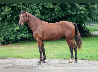 Belgisches Warmblut, Hengst, 2 Jahre, 157 cm, Brauner