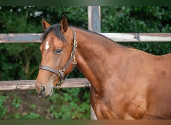 Belgisches Warmblut, Hengst, 2 Jahre, 157 cm, Brauner