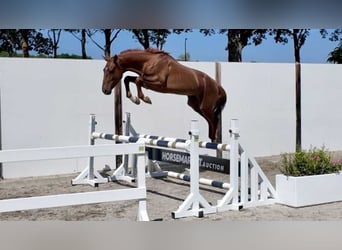 Belgisches Warmblut, Hengst, 2 Jahre, 157 cm, Fuchs