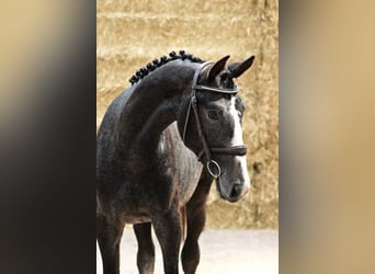 Belgisches Warmblut, Hengst, 2 Jahre, 158 cm, Schimmel