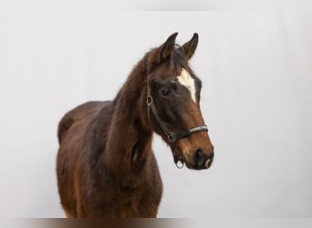 Belgisches Warmblut, Hengst, 2 Jahre, 160 cm, Brauner