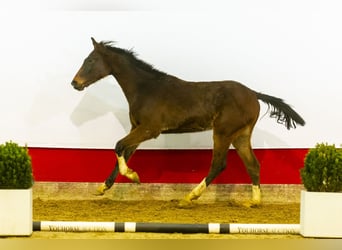 Belgisches Warmblut, Hengst, 2 Jahre, 160 cm, Brauner