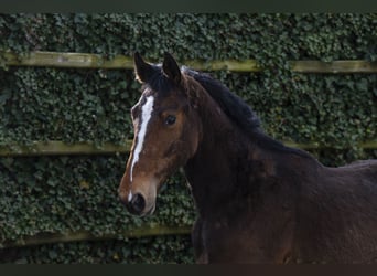 Belgisches Warmblut, Hengst, 2 Jahre, 161 cm, Brauner