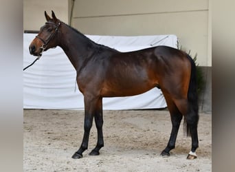 Belgisches Warmblut, Hengst, 2 Jahre, 162 cm, Brauner