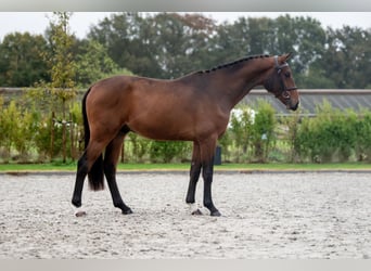 Belgisches Warmblut, Hengst, 2 Jahre, 162 cm, Dunkelbrauner