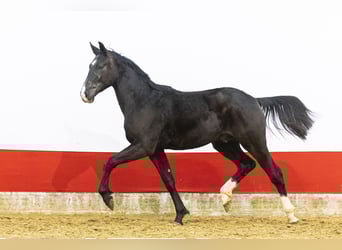 Belgisches Warmblut, Hengst, 2 Jahre, 163 cm