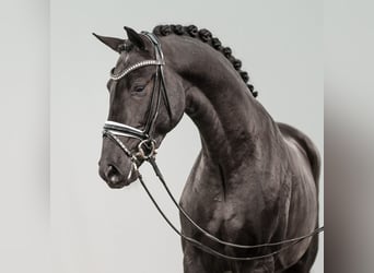 Belgisches Warmblut, Hengst, 2 Jahre, 166 cm, Brauner