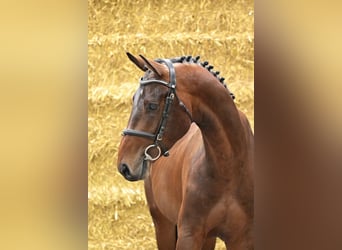 Belgisches Warmblut, Hengst, 2 Jahre, 170 cm, Fuchs