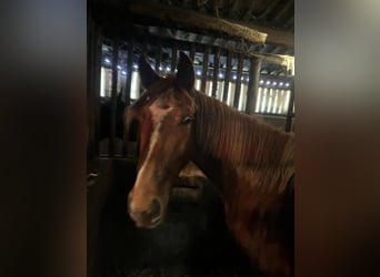 Belgisches Warmblut, Hengst, 2 Jahre, 170 cm, Fuchs