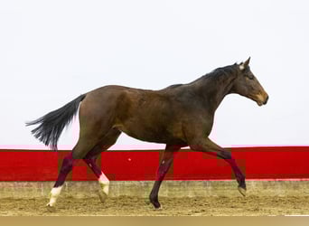 Belgisches Warmblut, Hengst, 2 Jahre, 174 cm, Brauner
