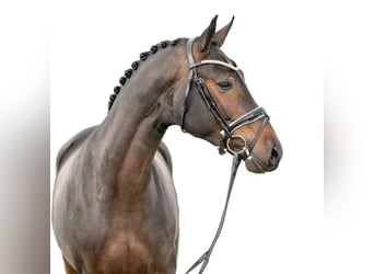 Belgisches Warmblut, Hengst, 2 Jahre, Dunkelbrauner
