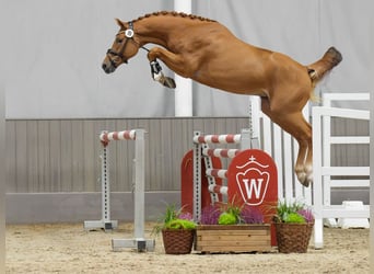 Belgisches Warmblut, Hengst, 2 Jahre, Fuchs