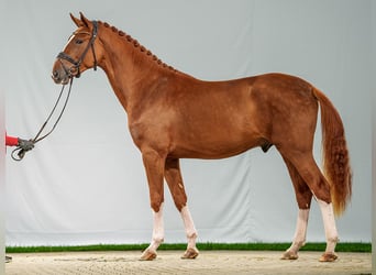 Belgisches Warmblut, Hengst, 2 Jahre, Fuchs