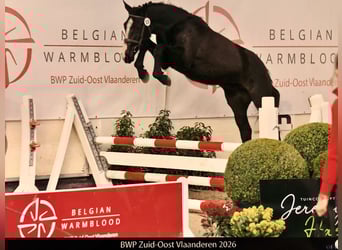 Belgisches Warmblut, Hengst, 2 Jahre, Rappe