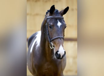 Belgisches Warmblut, Hengst, 2 Jahre, Tovero-alle-Farben