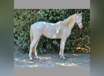 Belgisches Warmblut, Hengst, 3 Jahre, 148 cm, Perlino