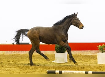 Belgisches Warmblut, Hengst, 3 Jahre, 156 cm, Brauner