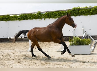 Belgisches Warmblut, Hengst, 3 Jahre, 158 cm, Brauner