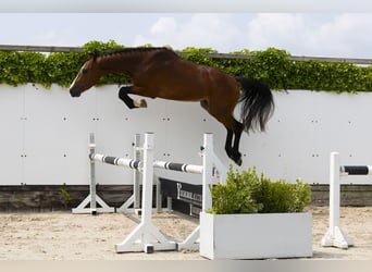 Belgisches Warmblut, Hengst, 3 Jahre, 158 cm, Brauner
