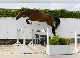 Belgisches Warmblut, Hengst, 3 Jahre, 158 cm, Brauner