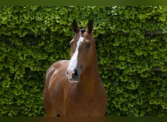 Belgisches Warmblut, Hengst, 3 Jahre, 158 cm, Brauner