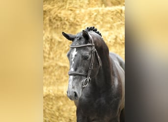 Belgisches Warmblut, Hengst, 3 Jahre, 160 cm, Schimmel