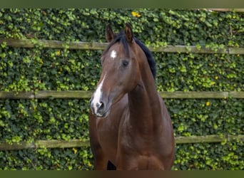 Belgisches Warmblut, Hengst, 3 Jahre, 161 cm, Dunkelbrauner