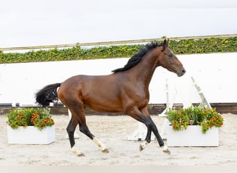 Belgisches Warmblut, Hengst, 3 Jahre, 161 cm, Dunkelbrauner