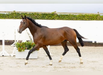 Belgisches Warmblut, Hengst, 3 Jahre, 161 cm, Dunkelbrauner