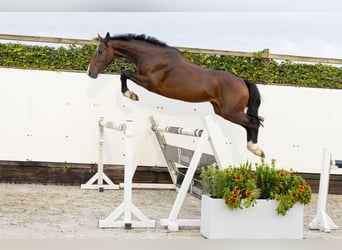 Belgisches Warmblut, Hengst, 3 Jahre, 161 cm, Dunkelbrauner