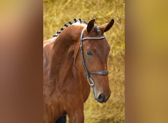 Belgisches Warmblut, Hengst, 3 Jahre, 164 cm, Brauner