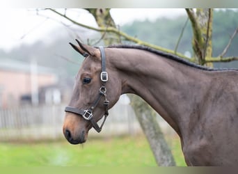 Belgisches Warmblut, Hengst, 3 Jahre, 164 cm, Dunkelbrauner