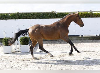 Belgisches Warmblut, Hengst, 3 Jahre, 166 cm, Brauner