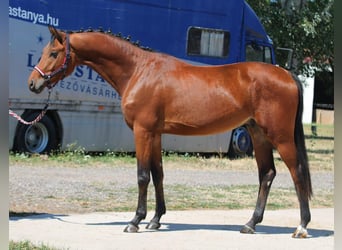 Belgisches Warmblut, Hengst, 3 Jahre, 166 cm, Brauner