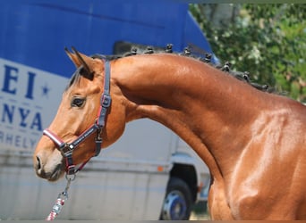 Belgisches Warmblut, Hengst, 3 Jahre, 166 cm, Brauner