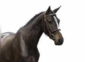 Belgisches Warmblut, Hengst, 3 Jahre, 166 cm, Dunkelbrauner