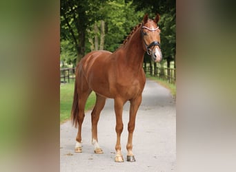 Belgisches Warmblut, Hengst, 3 Jahre, 167 cm