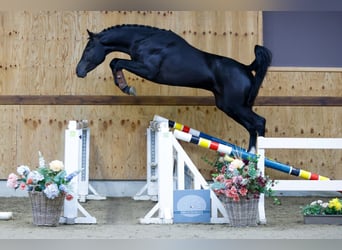 Belgisches Warmblut, Hengst, 3 Jahre, 167 cm, Rappe