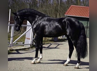Belgisches Warmblut, Hengst, 3 Jahre, 168 cm, Rappe