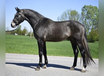Belgisches Warmblut, Hengst, 3 Jahre, 168 cm, Schimmel