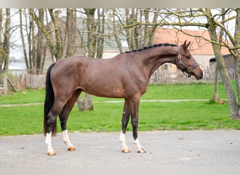 Belgisches Warmblut, Hengst, 3 Jahre, 168 cm