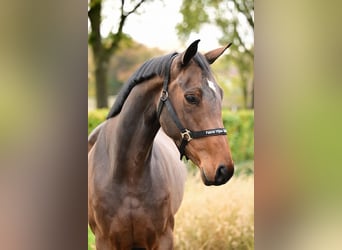 Belgisches Warmblut, Hengst, 3 Jahre, 169 cm, Dunkelbrauner